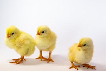 Three yellow chickens on a white background