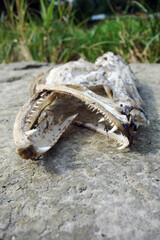 Skeleton head predatory fish on a rock at the lake shore