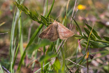 Rest  harrow (Aplasta ononaria)
