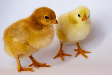 Two different chickens stand side by side on a white background