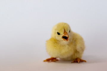 Yellow chick lies and shouts on a white background and looks at the camera