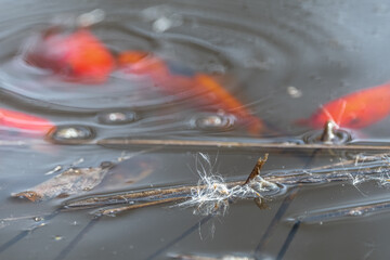 Goldfish under the Surface of a Pond