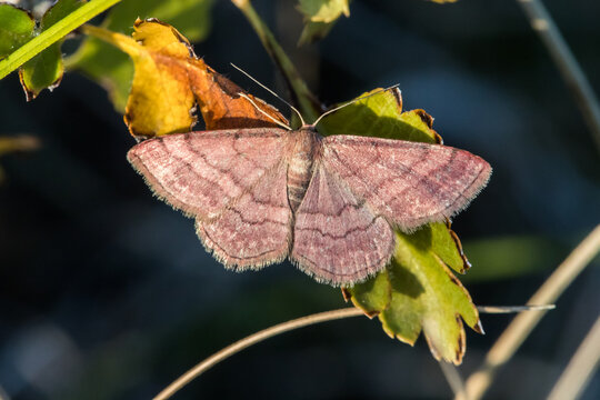 Tawny wave (Scopula rubiginata)