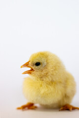 Yellow chicken lies and shouts on a white background