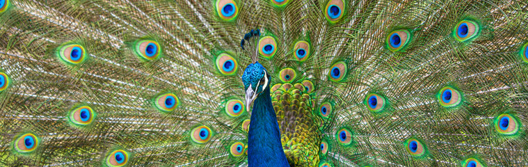 Male Peacock displaying Multicoloured, blue, green, gold, Feathers in Mating show close up low level eyeline view