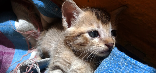 Fototapeta na wymiar Cute brown cat portrait with attractive eyes