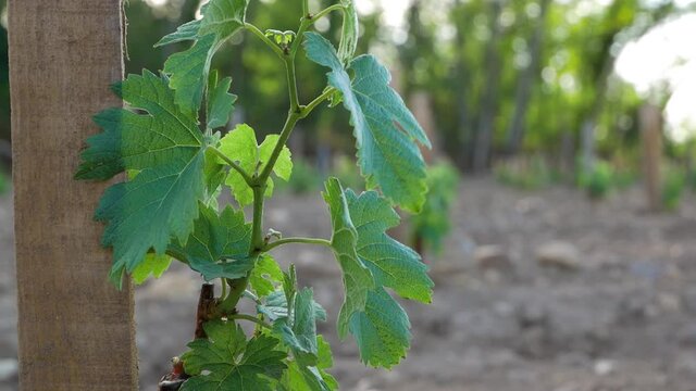 Jeune pieds de vigne par beau temps avec un peu de vent 