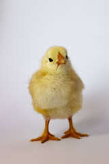 Yellow chicken stretched out its legs and stands on a white background