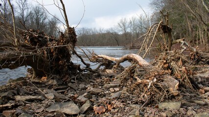 A Fallen Tree Next to a River With a Dam in the Background