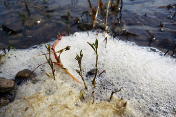 Stack of foam on the shore of Lake accumulated torrential waves
