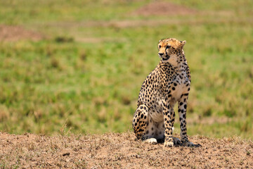Gepard in der Serengeti an der Masai Mara, Safari in Kenia. © AIDAsign