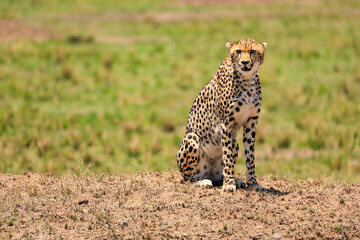 Gepard in der Serengeti an der Masai Mara, Safari in Kenia. © AIDAsign
