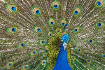 Obraz premium Male Peacock displaying Multicoloured, blue, green, gold, Feathers in Mating show close up low level eyeline view