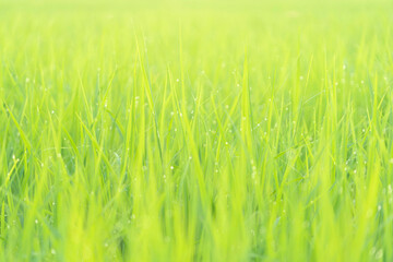 Photos of rice plants in the field The water drops in the morning during the sunrise.