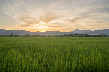 Fototapeta na wymiar view of rice fields and mountains during sunset time before dark.