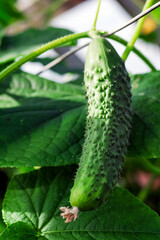 young prickle hanging on vine in greenhouse