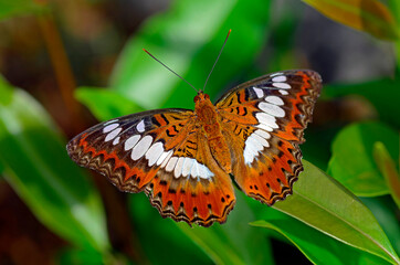butterfly on flower