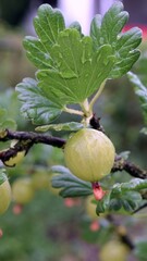 Vertical shot of a gooseberry fruit hanging on a twig. The leaves are wet right after the rain.