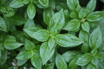 Thai/sweet basil top view.