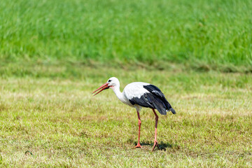 Stork in the meadow © Krzysztof