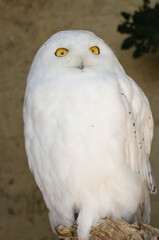 close up of a snowy owl