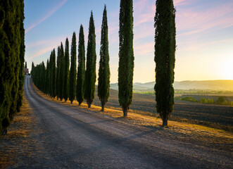 Perfect Road/Avenue through cypress trees towards house - ideal Tuscan landscape