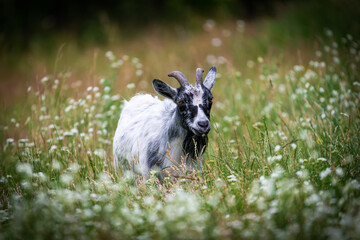 Goat in the meadow © Krzysztof