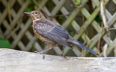 Close up of Juvenile Young Blackbird brown feathers perched on wooden surround
