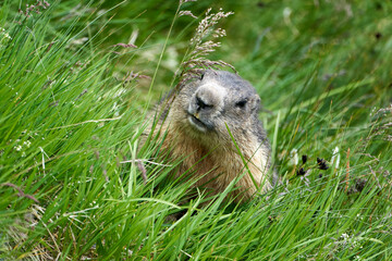 Alpenmurmeltier,  Marmota marmota , Mankei, Murmel