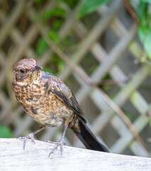 Close up of Juvenile Young Blackbird brown feathers perched on wooden surround