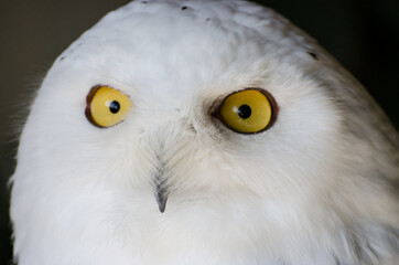 close up of an eagle owl