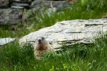 Naklejka na ściany i meble Alpenmurmeltier, Marmota marmota , Mankei, Murmel