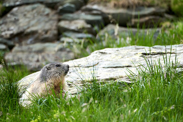 Alpenmurmeltier,  Marmota marmota , Mankei, Murmel