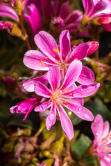 Flowers of Siskiyou Lewisia or Cliff Maids (Lewisia cotyledon)