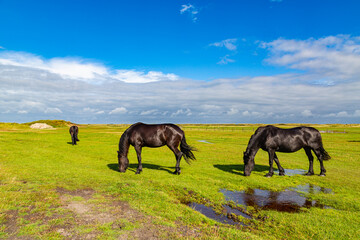 Rural landscape of a meadow with horses walking on the grass on a island in the North Sea, Holland