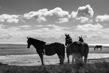 Rural landscape of a meadow with horses walking on the grass on a island in the North Sea, Holland