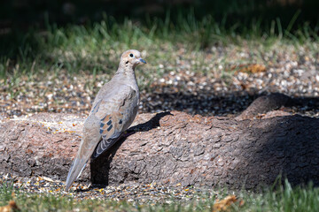 Perching Mourning Dove (Zenaida macroura)