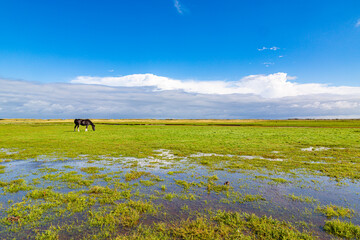 Rural landscape of a meadow with a horse walking on the grass on a island in the North Sea, Holland