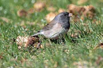 Dark Eyed Junco (Junco hyemalis)