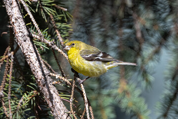 Perching Lesser Goldfinch (Spinus psaltria)