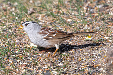 White Crowned Sparrow (Zonotrichia leucophrys)