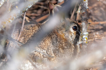 Rabbit (Oryctolagus cuniculus) Hiding under the Bushes