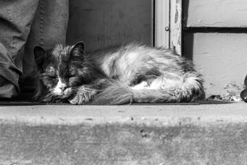 Sleeping Cat in Front of a House