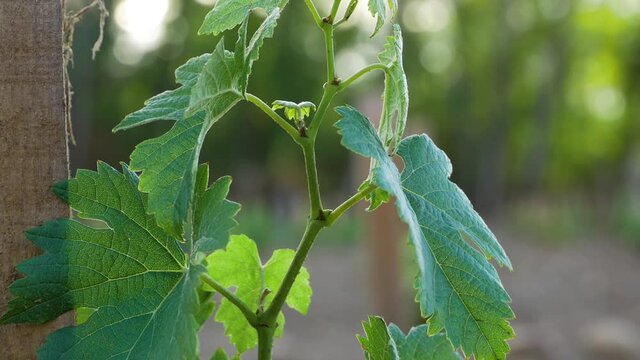 Jeune pieds de vigne par beau temps avec un peu de vent