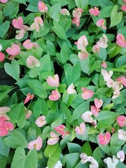 pink hydrangea flowers