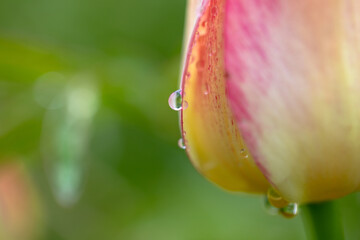 Dew drops on white tulip flower