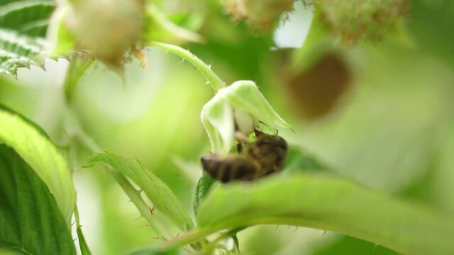Honey bees on flower pollination macro shot slow motion 4k