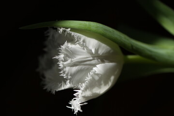 Tulipe Blanche