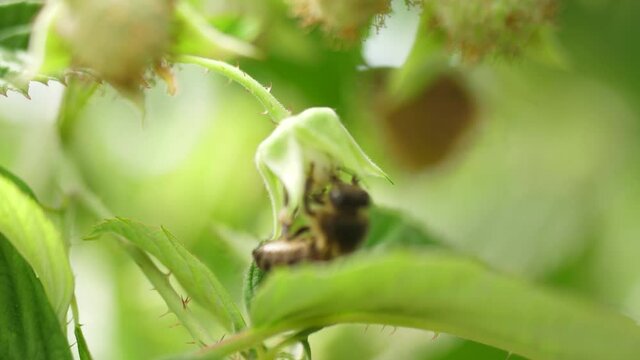 Honey bees on flower pollination macro shot slow motion 4k