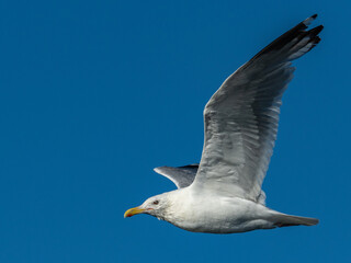 seagull in flight